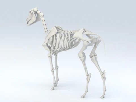 Horse Skeleton 3D Model