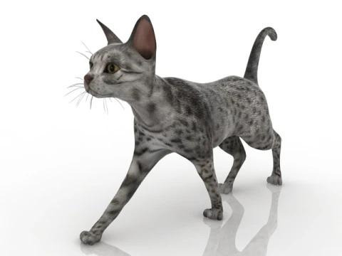 Gato Modelo 3D
