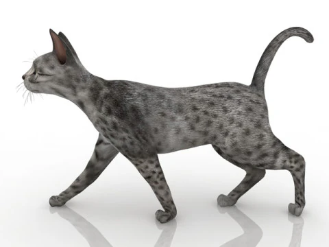 Gato Modelo 3D