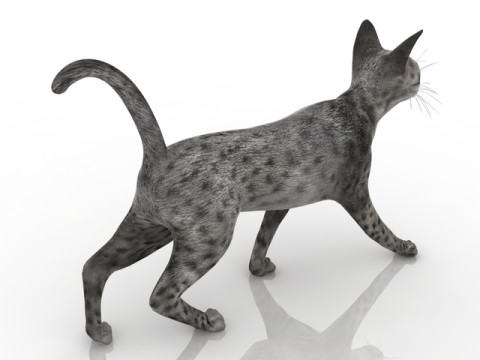 Cat 3D Model