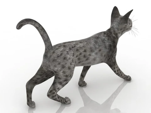 Gato Modelo 3D