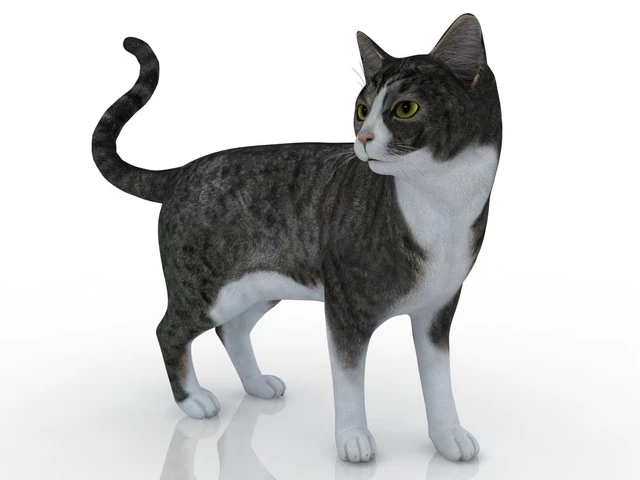 Kitty 3D Model .c4d .max .obj .3ds .fbx .stl .blend 