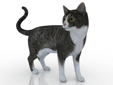 Kitty 3D Model