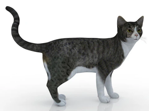 Kitty 3D Model