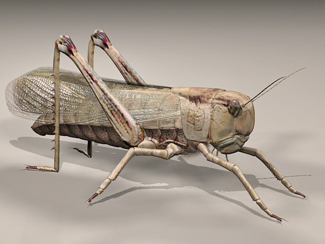 Giant Grasshopper Modèle 3D .c4d .max .obj .3ds .fbx .stl .blend