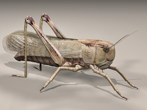 Giant Grasshopper 3D-Modell