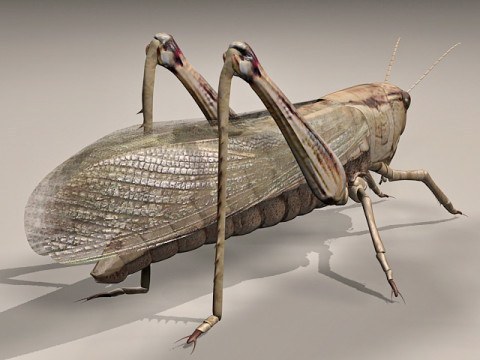 Giant Grasshopper Modèle 3D