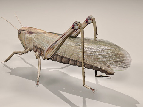 Giant Grasshopper Modèle 3D