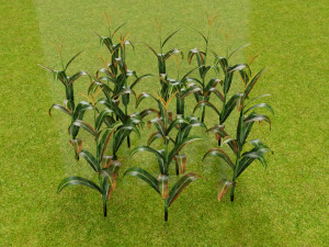 3D corn plant 3D Model