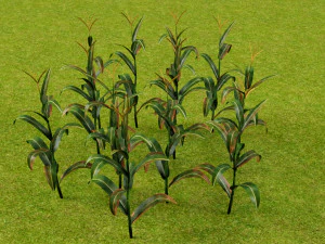 3D corn plant 3D Model