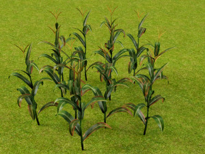 3D corn plant 3D Model