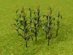 3D corn plant 3D Model