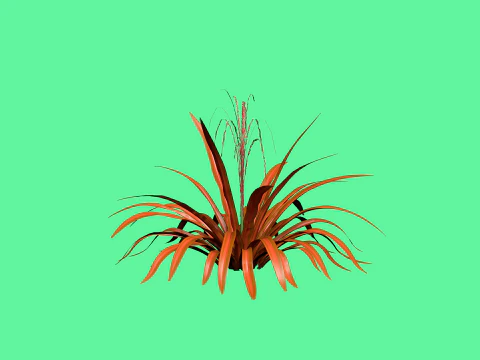 Aechmea Blanchetiana 3D Model