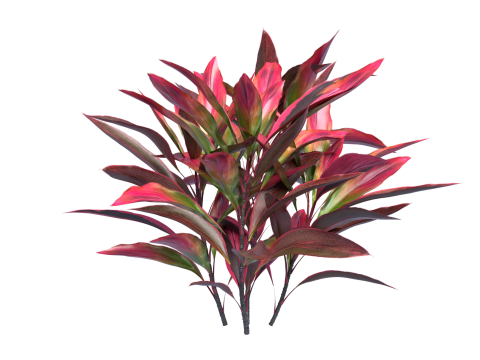 Shurbs Cordyline Fruticosa Red sisters 3D 모델