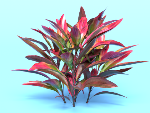 Shurbs Cordyline Fruticosa Red sisters 3D 모델