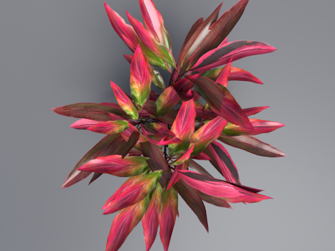 Shurbs Cordyline Fruticosa Red sisters 3D 모델