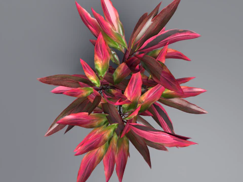 Shurbs Cordyline Fruticosa Red sisters 3D Model
