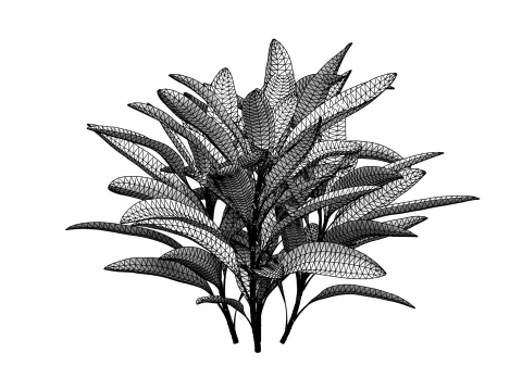 Shurbs Cordyline Fruticosa Red sisters 3D Model