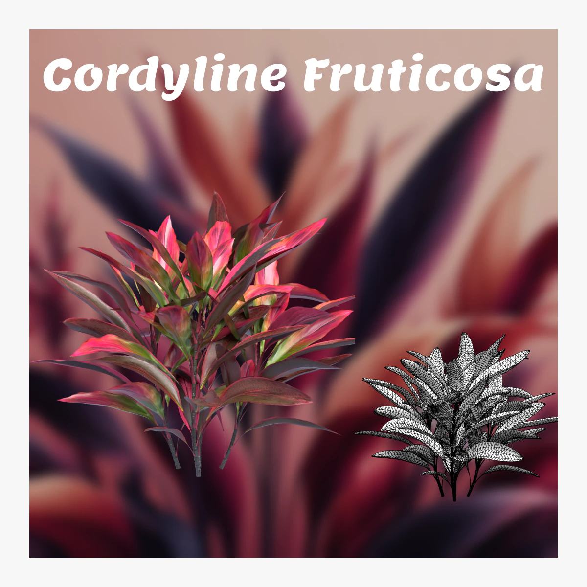 Shurbs Cordyline Fruticosa Red sisters 3D Model .c4d .max .obj .3ds .fbx .stl .blend 