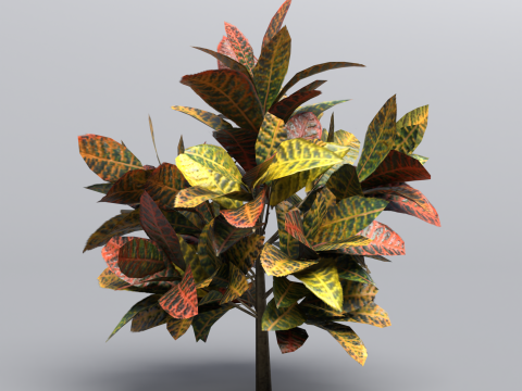 Codiaeum Variegatum 3D मॉडल