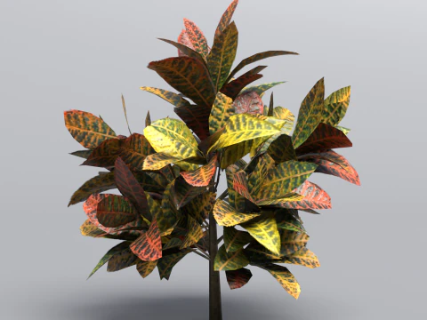 Codiaeum variegato Modello 3D