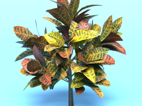 Codiaeum Variegatum 3D मॉडल