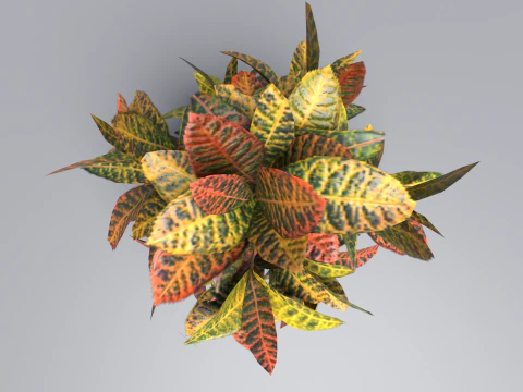 Codiaeum variegato Modello 3D