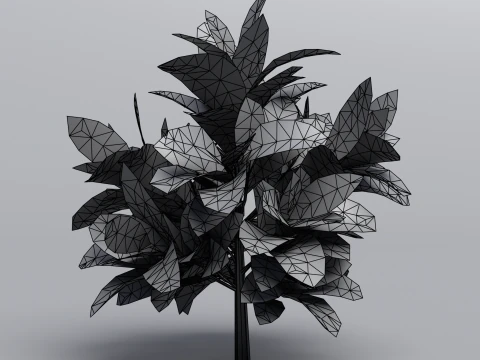 Codiaeum variegato Modello 3D