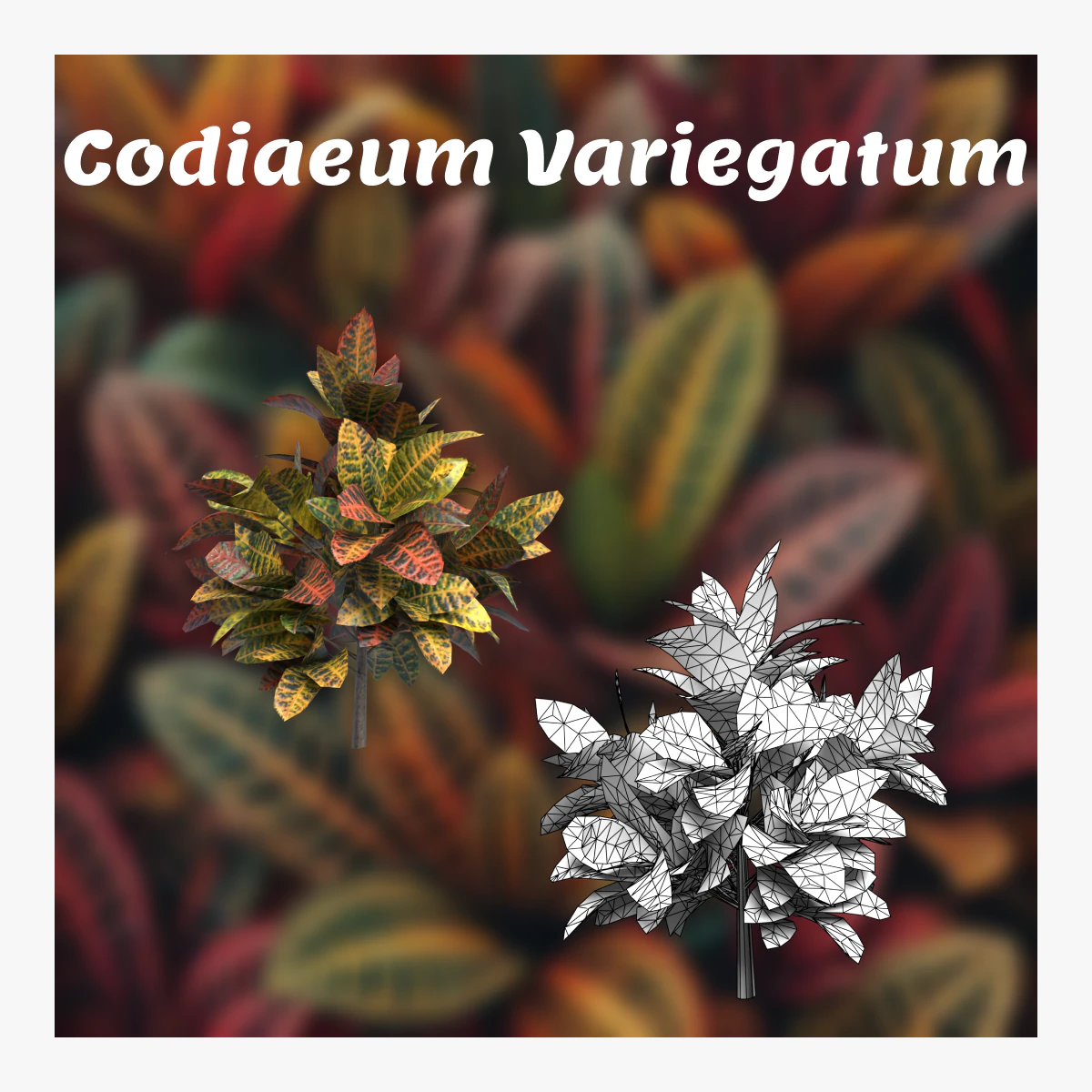 Codiaeum variegato Modello 3D .c4d .max .obj .3ds .fbx .stl .blend 