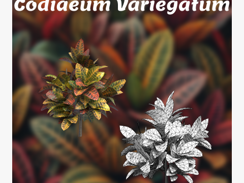 Codiaeum Variegatum 3D Model