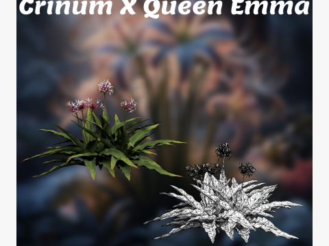 Crinum x Queen Emma 3D Model