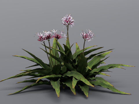 Crinum x Queen Emma 3D 모델