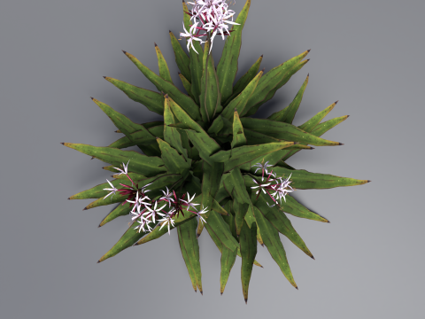 Crinum x Queen Emma 3D 모델
