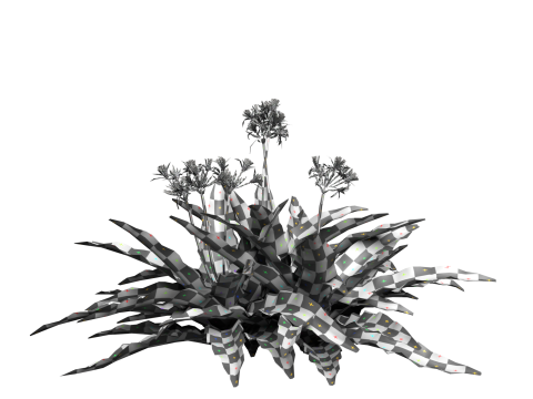 Crinum x Queen Emma 3D 모델