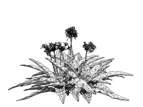 Crinum x Queen Emma 3D 모델