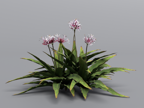 Crinum x Queen Emma 3D 모델