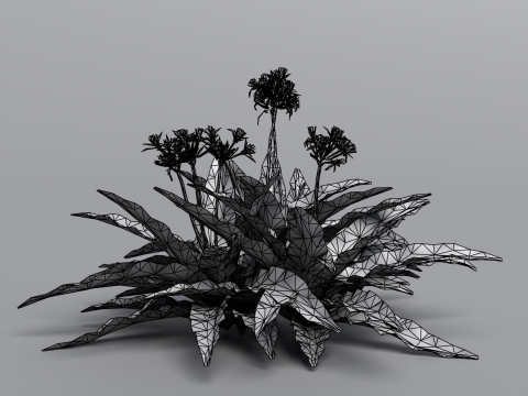 Crinum x Queen Emma 3D 모델