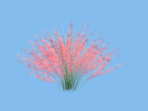 Muhlenbergia capillaris Modelo 3D
