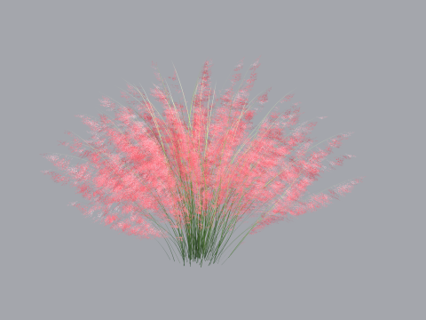 Muhlenbergia capillaris Modelo 3D
