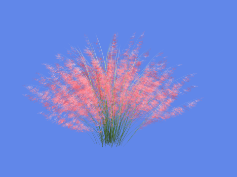 Muhlenbergia capillaris Modelo 3D