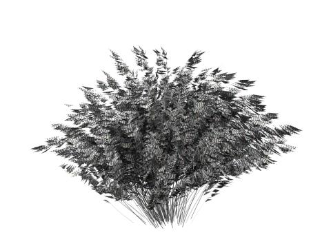 Muhlenbergia capillaris Modelo 3D