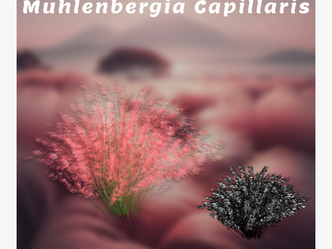 Muhlenbergia capillaris 3D Model