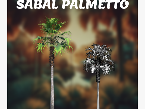 Sabal palmetto 3D Модель