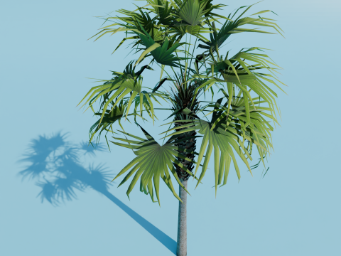 Sabal palmetto Modelo 3D