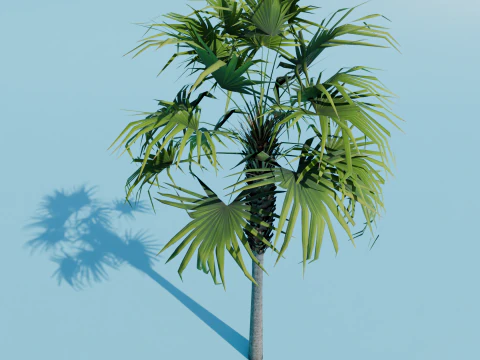 Sabal palmetto 3D Model