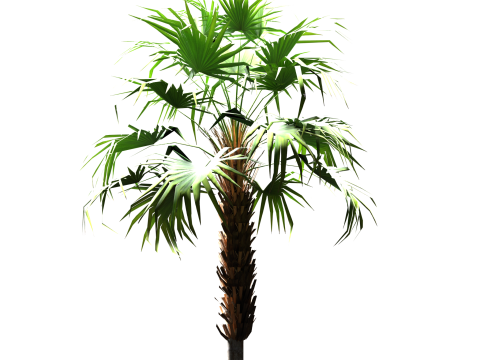 Sabal palmetto Modelo 3D