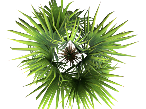 Sabal palmetto Modelo 3D