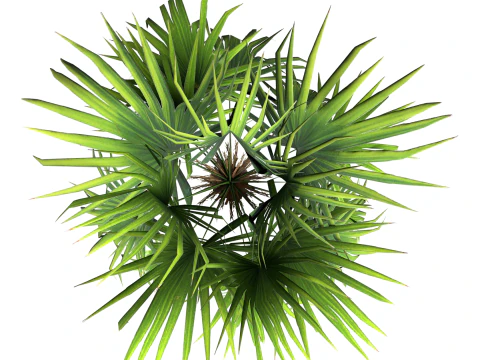 Sabal palmetto 3D Model