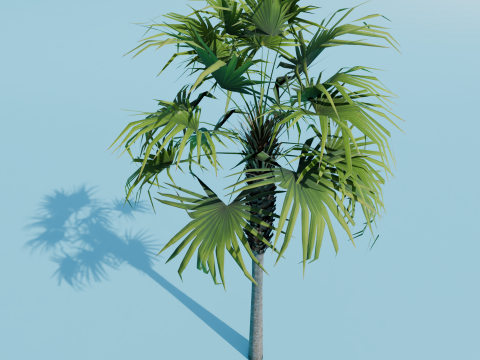 Sabal palmetto Modelo 3D