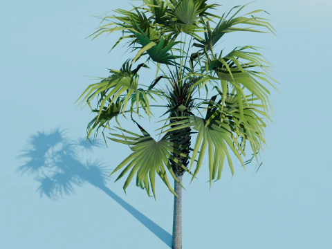 Sabal palmetto 3D Model